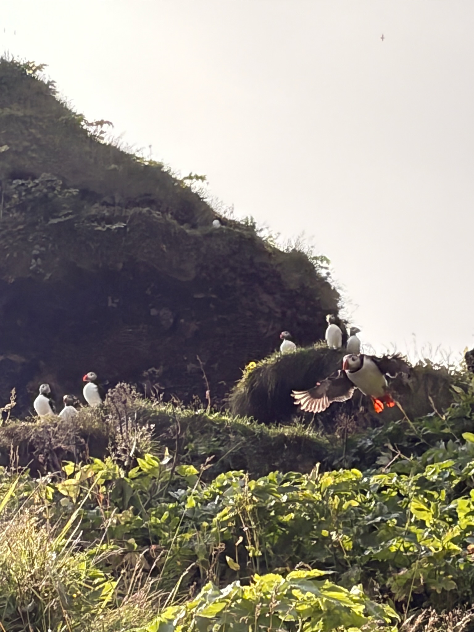 Puffins